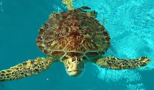 01063b5cb692c9628582cf7669f507348061b35a99