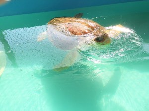 01317bf61a67738ddf34eec1cc60d193bce6da2aca