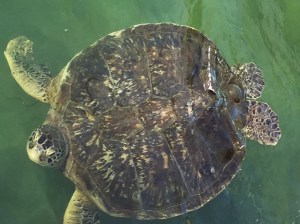 01321a94b43d0903d1f52b1f34e0ccc823272d0669