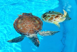 013642505e99a30dc9d2592b552c599a7417c760e2