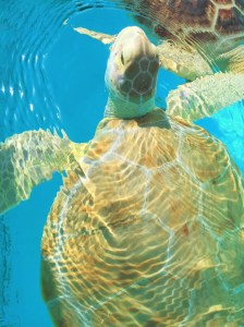 014a17635144bb77c0ddfa20f7362d069dbd57ed37