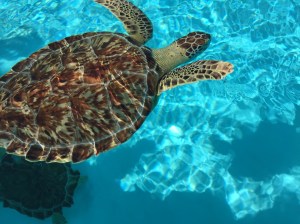 0165b8d048208cd55c760ea09f14c205958444fcfe