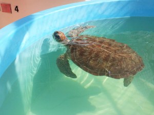 016bb50b12a172642ba275139e23df94bcb8a1a3c5