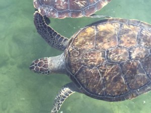 016e7233f5dd5cee6ae728bc6624eb91bd65200b73