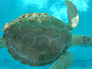 018253e09a335e7f2209b56114baefc6fbb4c20d6e