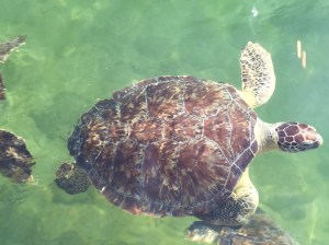 0187e6220ab415762b133f5595a2f8bd9c35767dbb