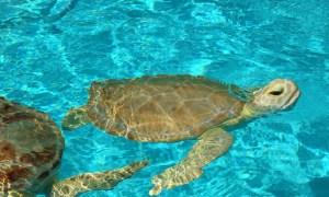 018d2aaa34aeeb82e27339f9b5328b2df21260f1cb