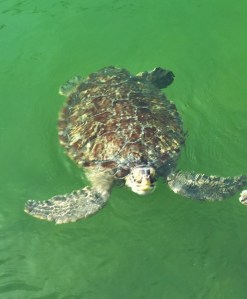 018d4ef49ff26976a9688fa318aa22b0e4b01a39ed