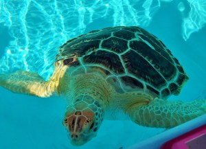 019b1b0d4d0e8ae473897e72612b414af06fa6b943