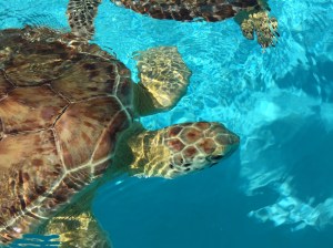 01cb07a3fc7487720c9c59f71ccb6579df7964efaa